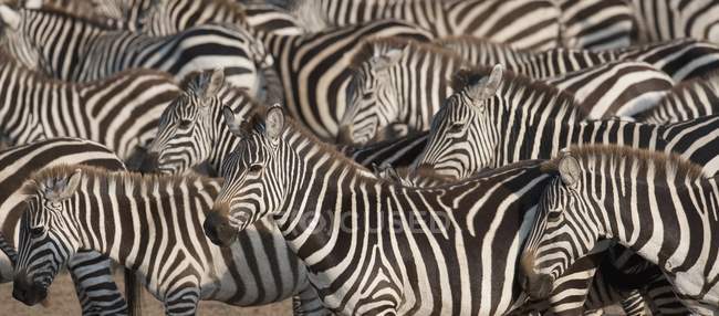 Herd di Zebras uno vicino all'altro — Foto stock