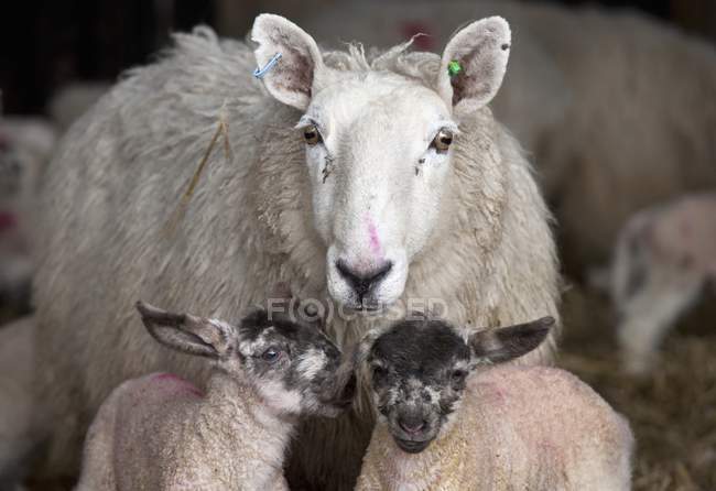Вівці з двома ягнятами — стокове фото