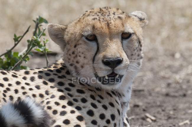 Cheetah guarda la macchina fotografica — Foto stock