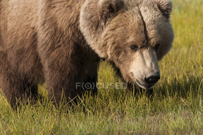 Медвежонок гризли на зеленой траве — стоковое фото