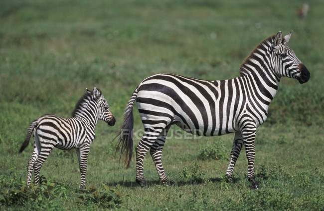 Plaines Zebra Mare — Photo de stock