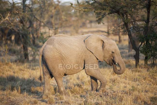 Elefante en pradera cubierta de hierba - foto de stock