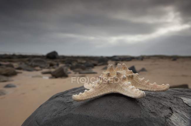 Starfish Sitting On A Rock — Stock Photo