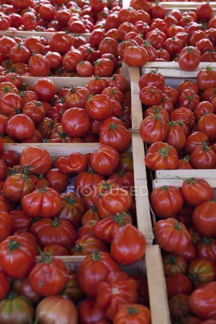 Tomates maduros en cajas; Calgary, Alberta, Canadá - foto de stock