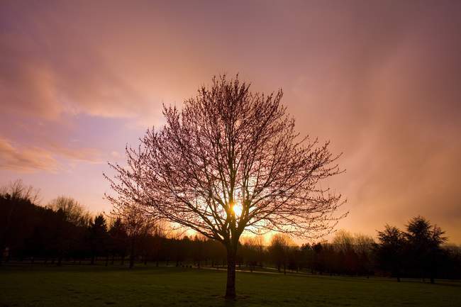 Baum bei Sonnenuntergang über Feld — Stockfoto