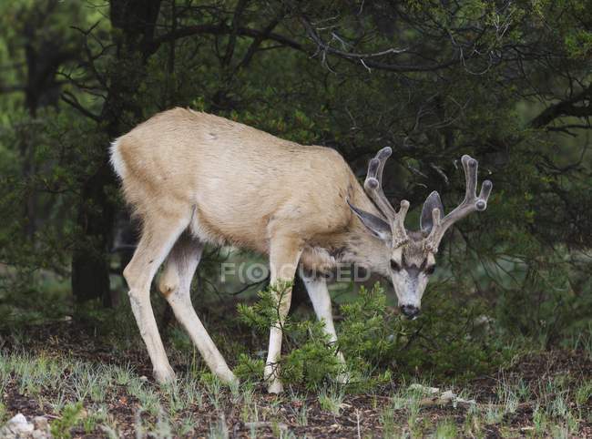 Mule Buck cerf — Photo de stock