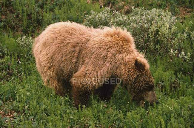 Grizzli mangeant de l'herbe — Photo de stock