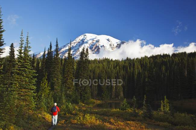 Hombre mirando el monte Rainier - foto de stock