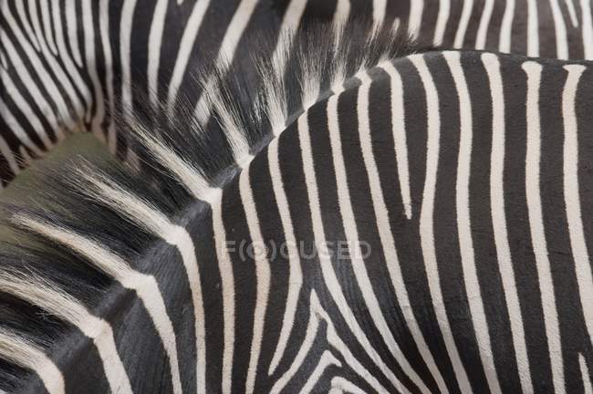 Зебры с черно-белыми полосами — стоковое фото
