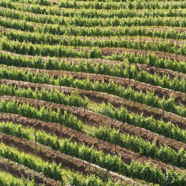 Виноградники в ряд на поле — стоковое фото