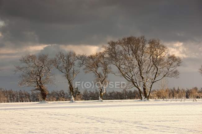 Faixas na neve e árvores — Fotografia de Stock