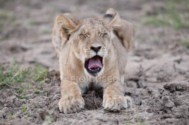 Lion Cub laying — Stock Photo