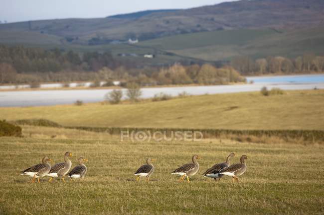 Enten laufen auf Gras — Stockfoto