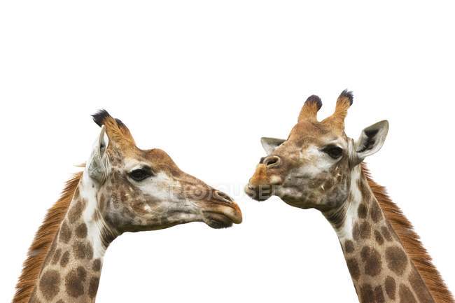 Deux girafes isolées sur blanc — Photo de stock