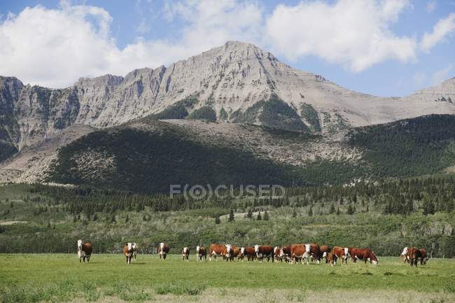 El pastoreo de ganado en las estribaciones - foto de stock