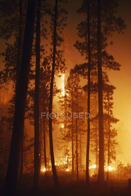 Fuego prescrito en el bosque de pino de Ponderoase - foto de stock