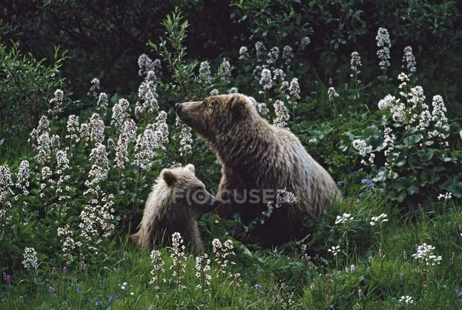 Медведь-гризли с кубиком — стоковое фото
