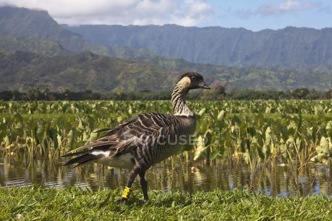 Ganso havaiano na borda do vale — Fotografia de Stock