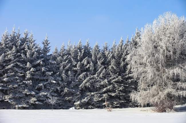 Árboles cubiertos de nieve - foto de stock