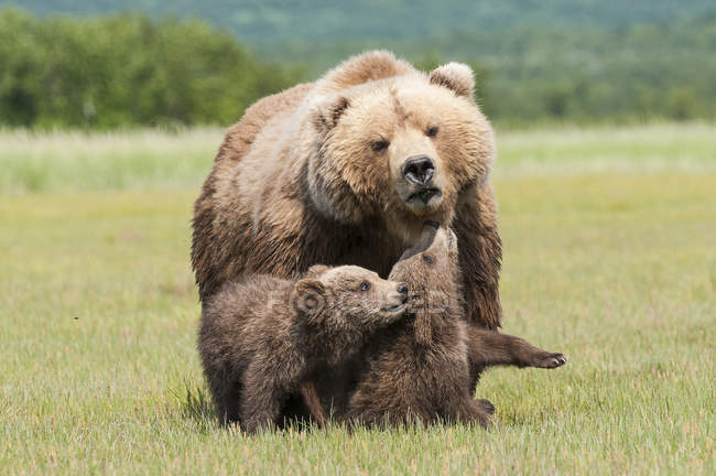 Медведь гризли и кубики — стоковое фото
