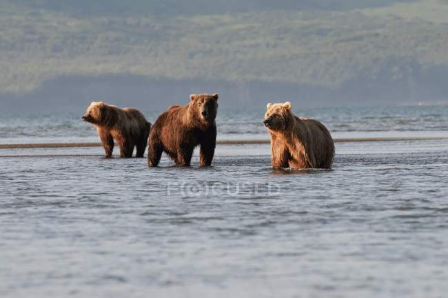 Tres osos pardos - foto de stock
