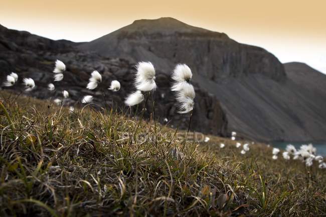Арктический хлопок на поле — стоковое фото
