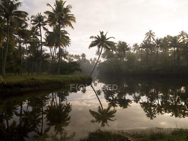 Восход солнца и пальмы — стоковое фото