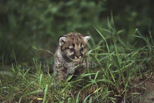Filhote de leão de montanha — Fotografia de Stock