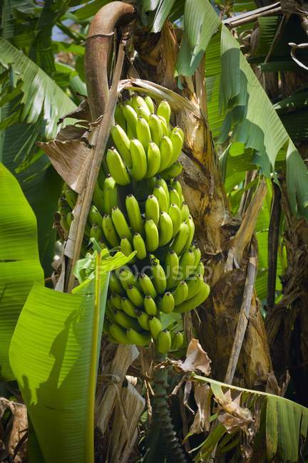 Banana Albero all'aperto — Foto stock