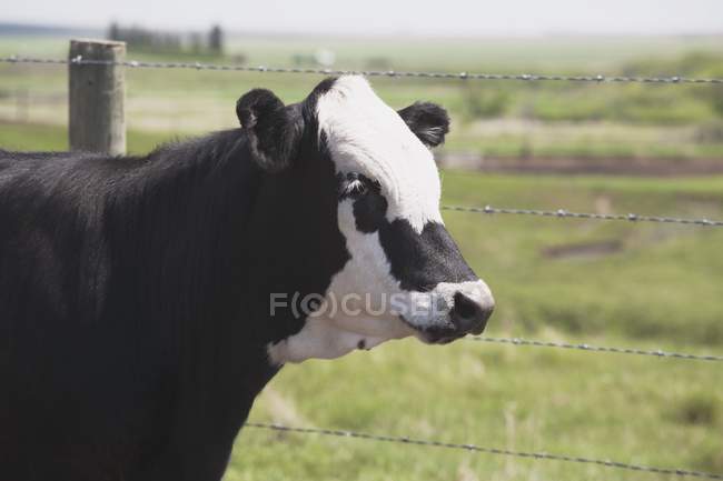 Vaca em pé ao lado da cerca — Fotografia de Stock