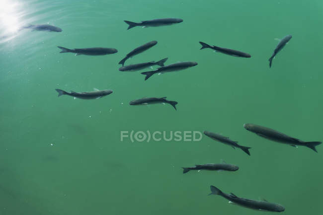 Schwimmschule für Fische — Stockfoto