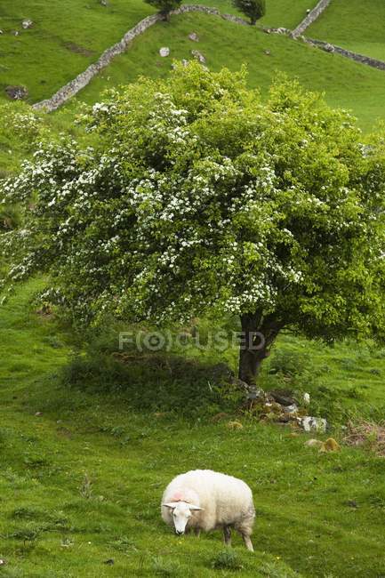 Ovejas pastando bajo el árbol - foto de stock
