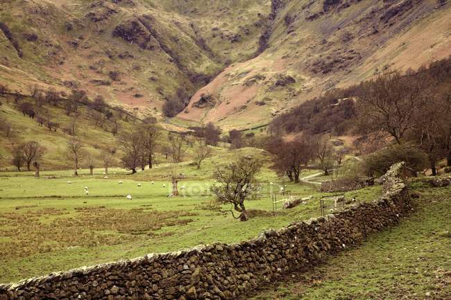 Pecore al pascolo su erba verde — Foto stock