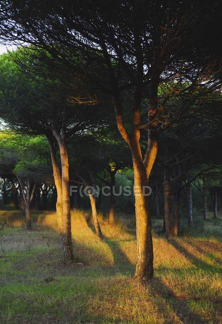 La lumière du soleil frappe les arbres — Photo de stock