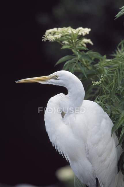 Perfil de Great Egret — Fotografia de Stock