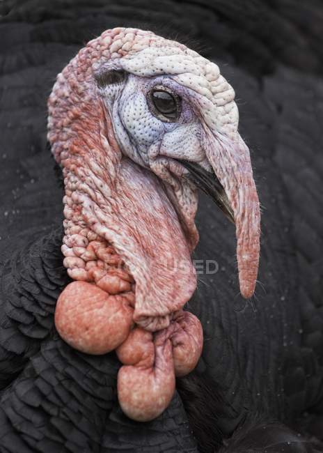 The Head Of Turkey looking away — Stock Photo