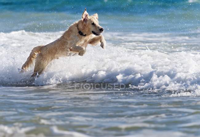 Cane che corre in acqua — Foto stock