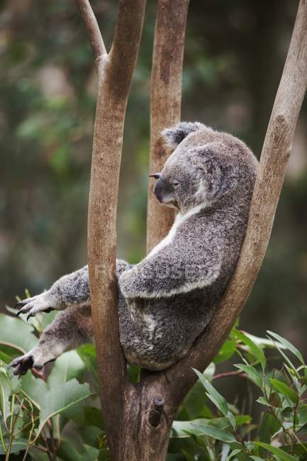Koala ours assis dans l'arbre — Photo de stock