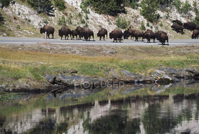 Bison Herd Caminhando ao longo da estrada — Fotografia de Stock