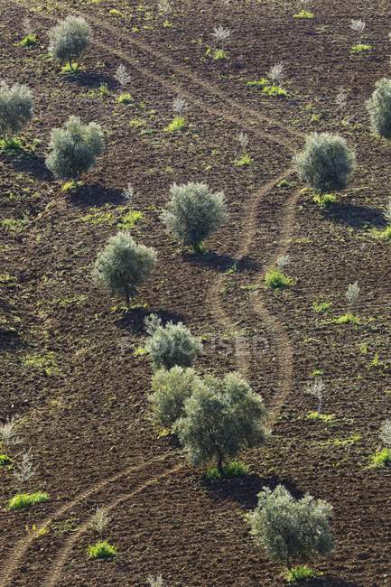 Landscape With Olive Trees — Stock Photo