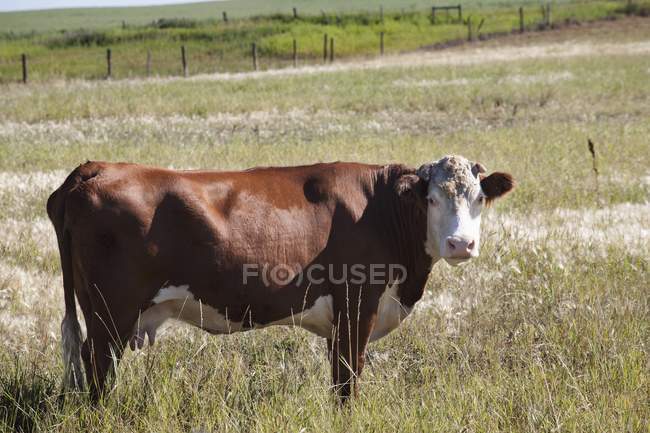 Vaca em pé no campo — Fotografia de Stock