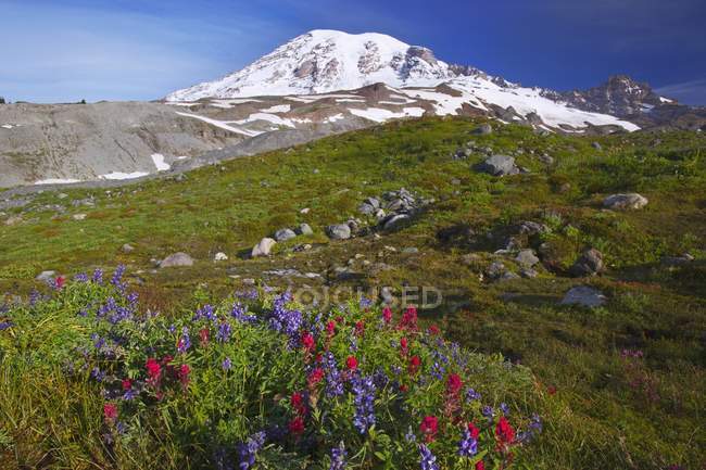 Цветы у подножия горы — стоковое фото
