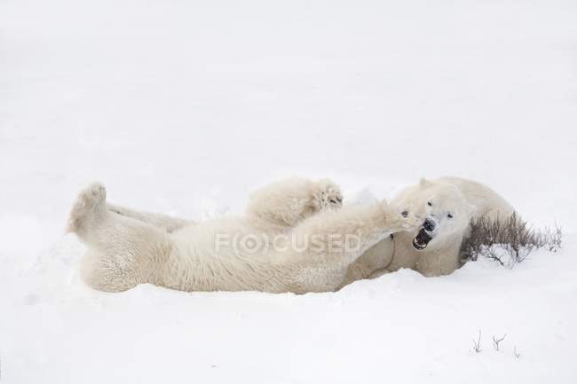 Два білих ведмедів грають в снігу — стокове фото