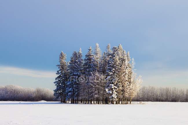 Cluster di alberi in campo — Foto stock