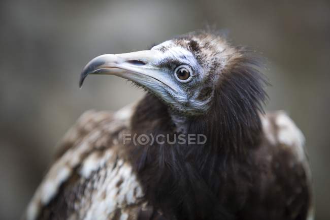 Portrait de vautour égyptien — Photo de stock