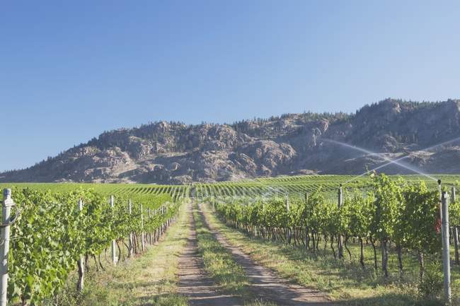 Irrigating Grape Vineyard And Mountains — Stock Photo