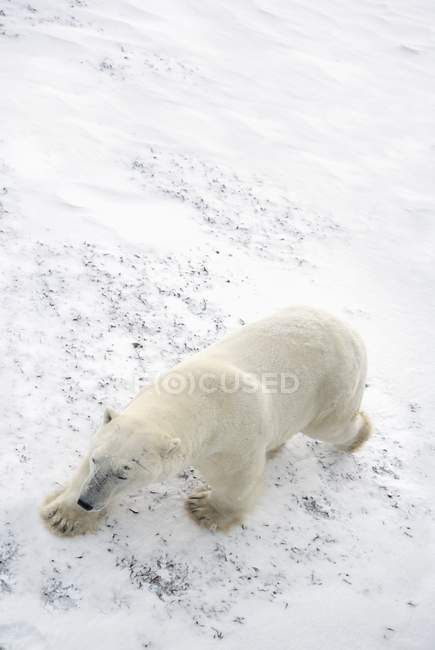 Полярний ведмідь, ходьба — стокове фото