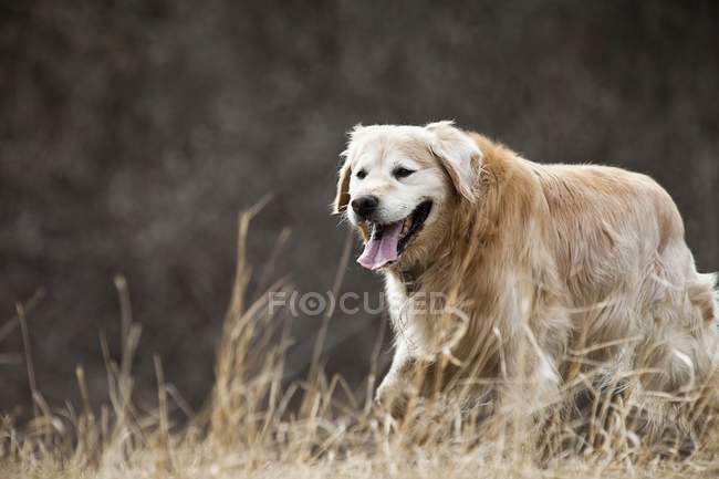 Gold Retriever chien — Photo de stock
