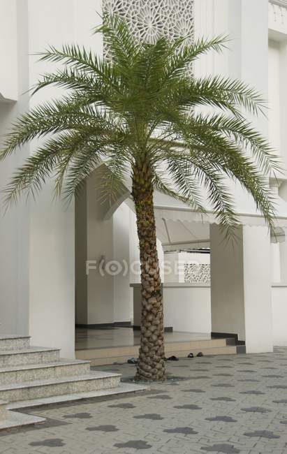 Palmen wachsen — Stockfoto