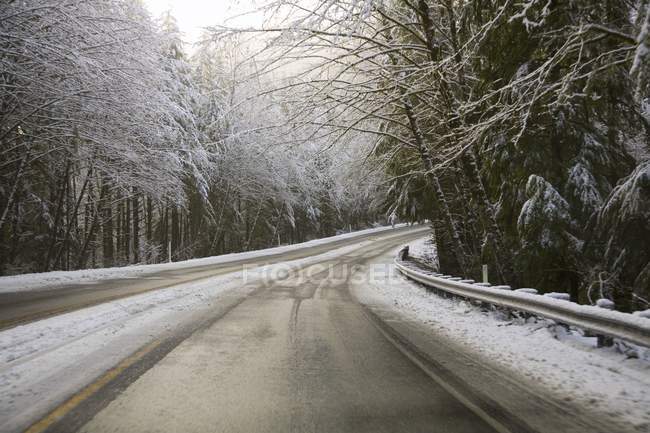 Camino de invierno con árboles - foto de stock